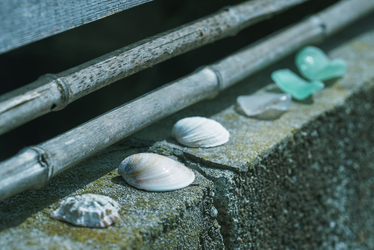 Conchas procedentes de una playa cercana.