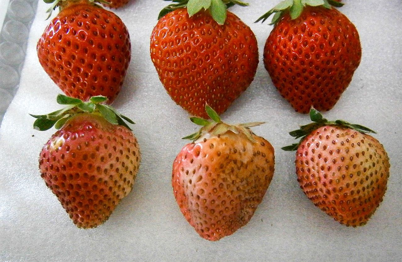 Arriba, fresas con coloración normal. Abajo, fresas quemadas por el sol. (Fotografía de la prefectura de Kumamoto)
