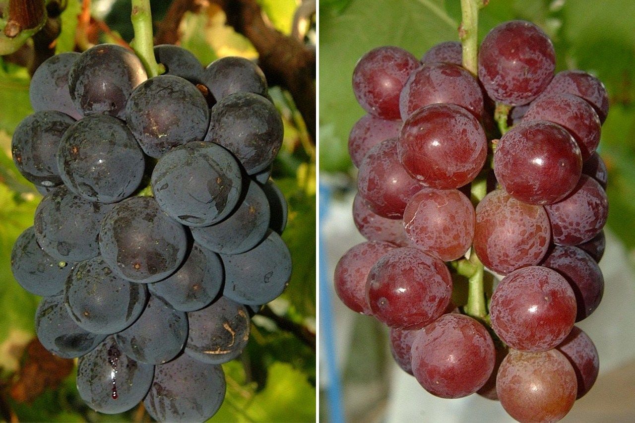 Izquierda, uvas con coloración normal. Derecha, uvas con mala coloración. (Fotografía de la Organización Nacional de Investigación sobre Agricultura y Alimentos)