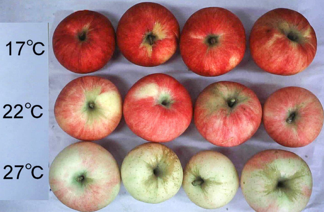 La coloración de las manzanas empeora con el aumento de las temperaturas. (Fotografía de la Organización Nacional de Investigación sobre Agricultura y Alimentos)