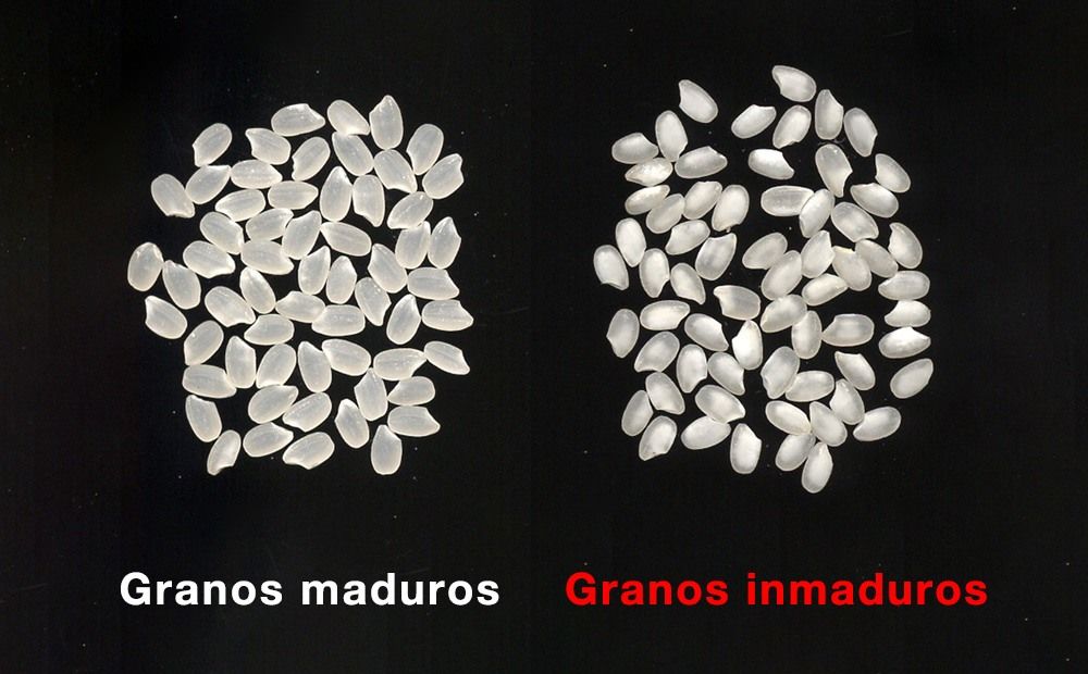 A la izquierda, granos de arroz maduros de tamaño uniforme y sin daños. A la derecha, granos blancuzcos y turbios por falta de almidón, a causa de las altas temperaturas. (Fotografía de la Organización Nacional de Investigación sobre Agricultura y Alimentos)