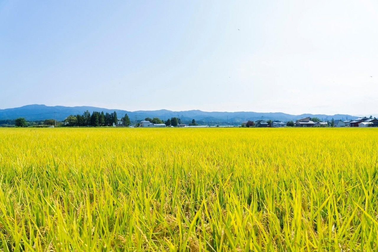 Un arrozal a punto para la cosecha. La cultura japonesa se halla profundamente arraigada en el cultivo del arroz. (© Nakamura Yūsuke)