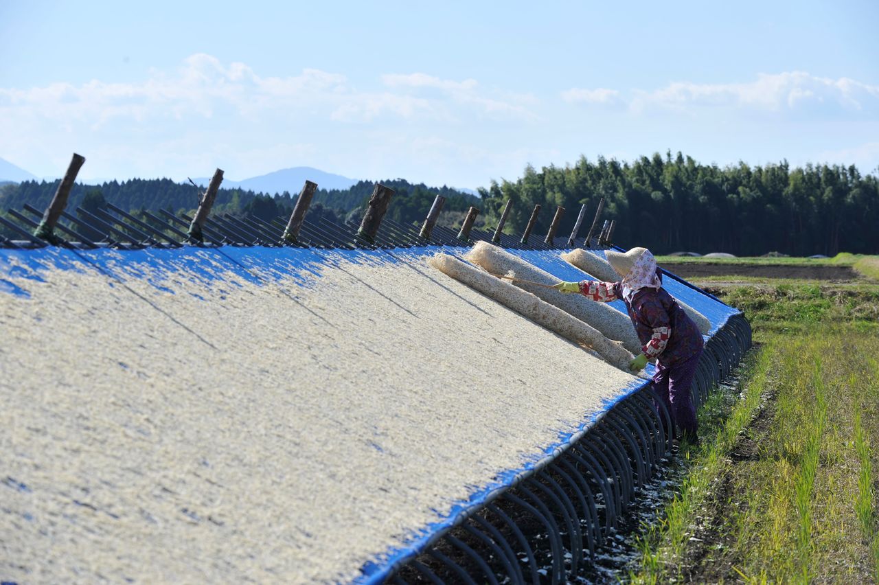 Proceso de secado de kiriboshi daikon. (Fotografía de la Asociación de Turismo de la prefectura de Miyazaki).