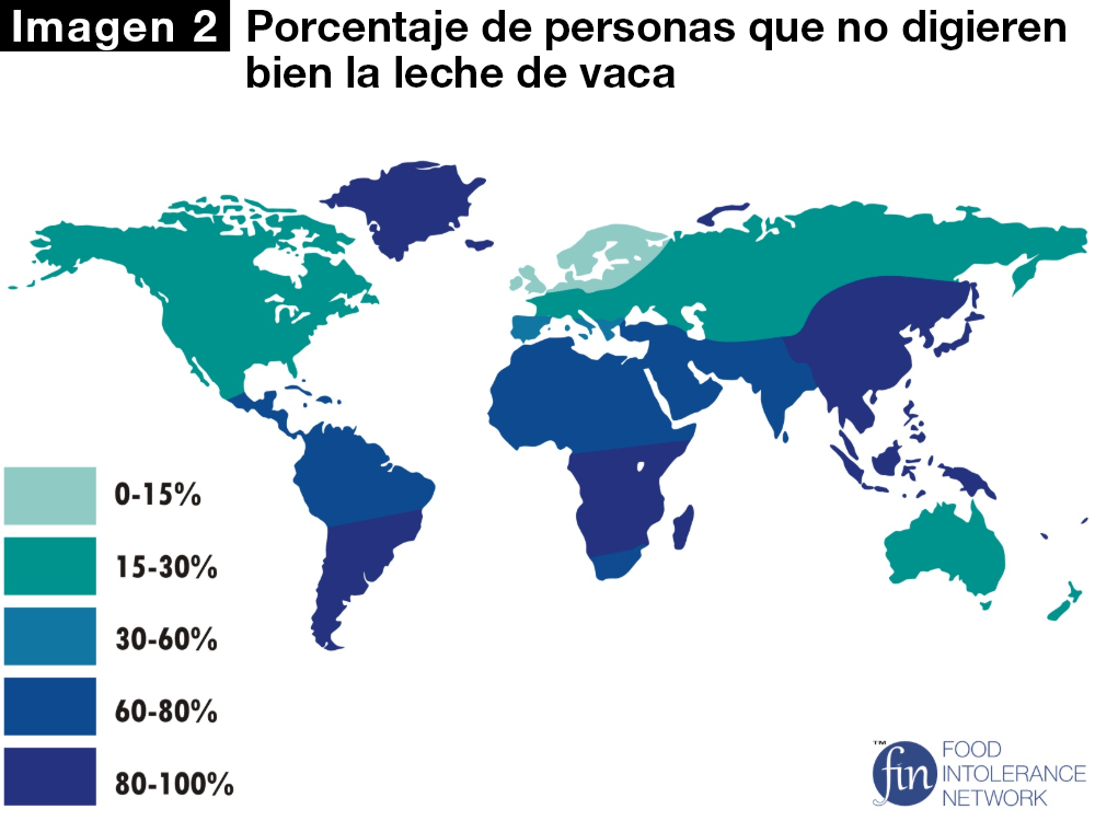 La capacidad de digerir la leche de vaca varía según el origen étnico de las personas. Cuanto más oscuro es el color en el mapa, mayor es el porcentaje de la población que tiene problemas para procesarla.