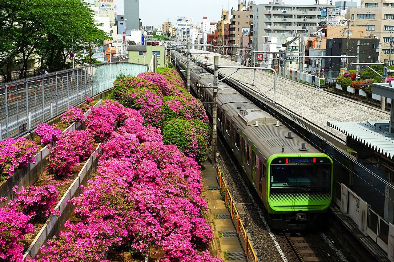 Tren de la línea Yamanote detenido en la estación de Komagome y las azaleas junto a las vías. (Pixta)