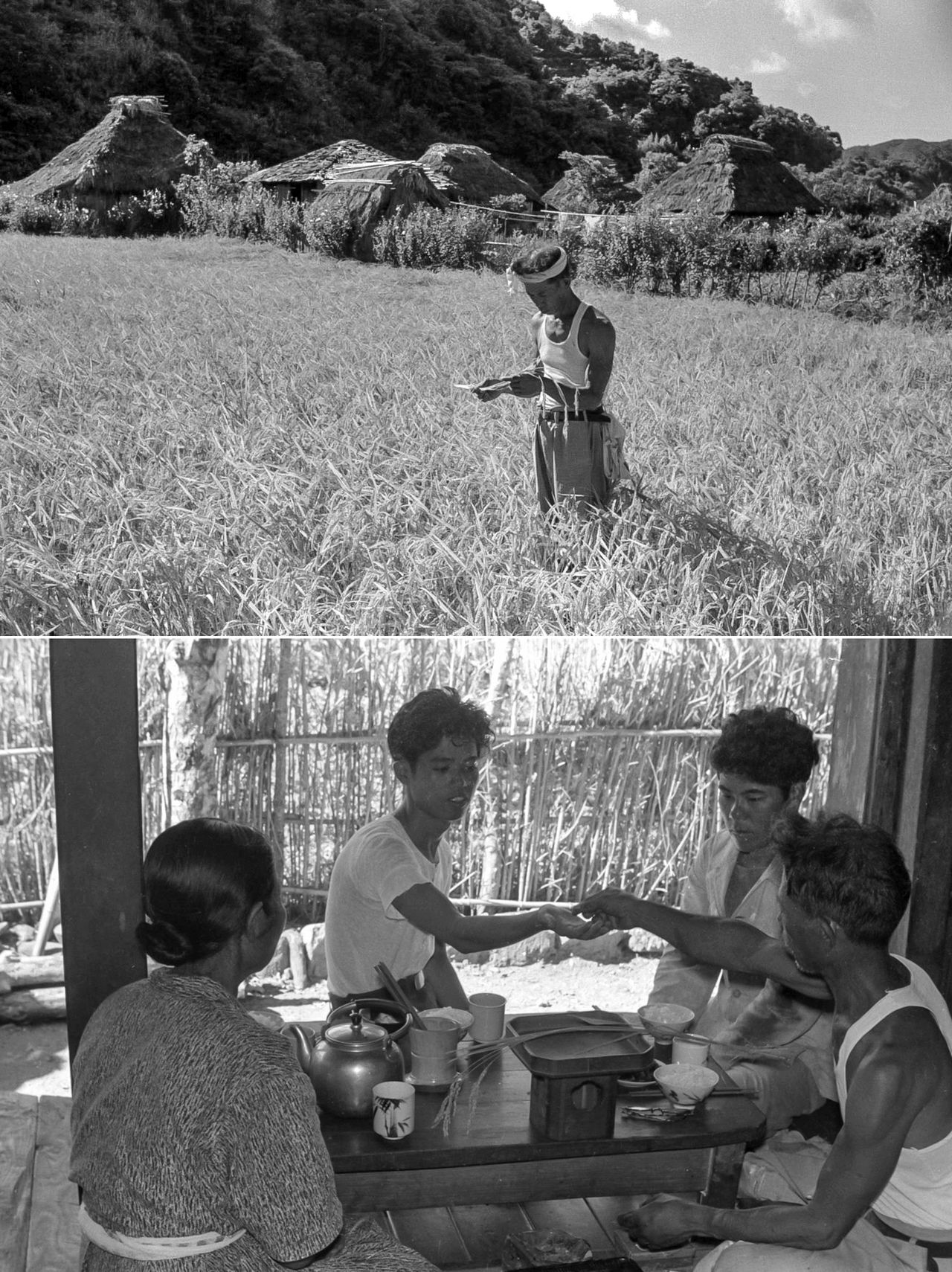 El Shikyo-ma, un ritual relacionado con el cultivo del arroz que se celebraba antiguamente en la localidad de Uken, en la isla de Amami-Ōshima. En el seno del hogar se ofrecían las primeras espigas ante el altar y se probaban unos pocos granos de arroz.