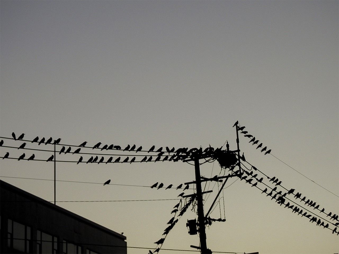 Colonia de cuervos instalada en los cables eléctricos de la calle. El suelo está lleno de excrementos.