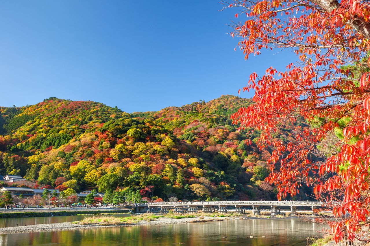 Arashiyama, paraje famoso por sus paisajes otoñales y por sus cerezos en primavera. La magnífica vista del puente Tōgetsukyō, que atraviesa el río Katsura, y las montañas durante el otoño. (Distrito de Ukyō, ciudad de Kioto, PIXTA)