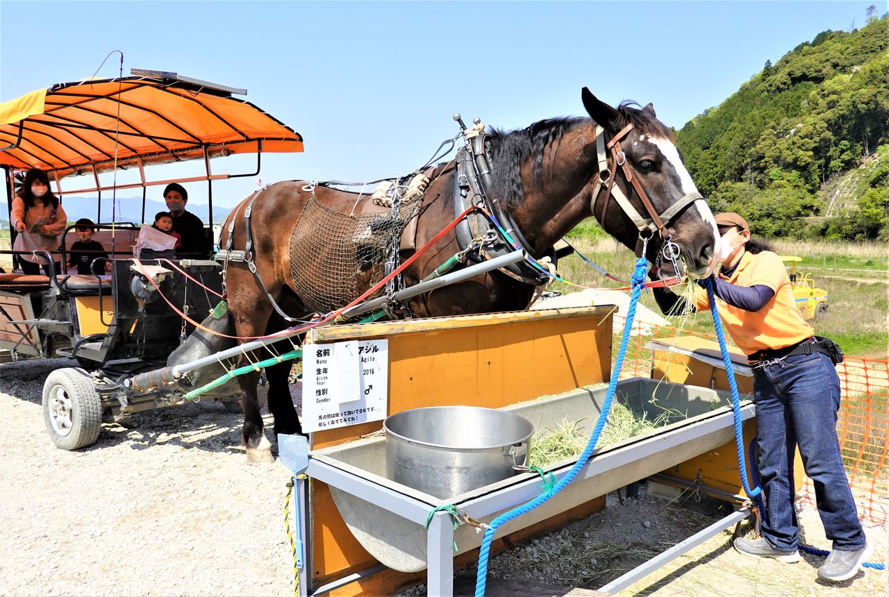Un gran caballo que antes participó en las carreras Ban'ei tira con fuerza de un carruaje hecho a mano. (Fotografía de Amano Hisaki)
