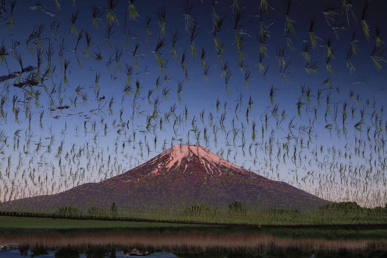 Una fotografía que se hizo viral en redes sociales, pues da la impresión de que el monte Fuji estaba bajo una plaga de saltamontes. Se trata de una imagen invertida del reflejo del Fuji en un arrozal. Hashimuki quiere atraer la atención no solo de los fanáticos de esta montaña y por eso se esfuerza por crear paisajes innovadores. (imagen de Hashimuki Makoto) 