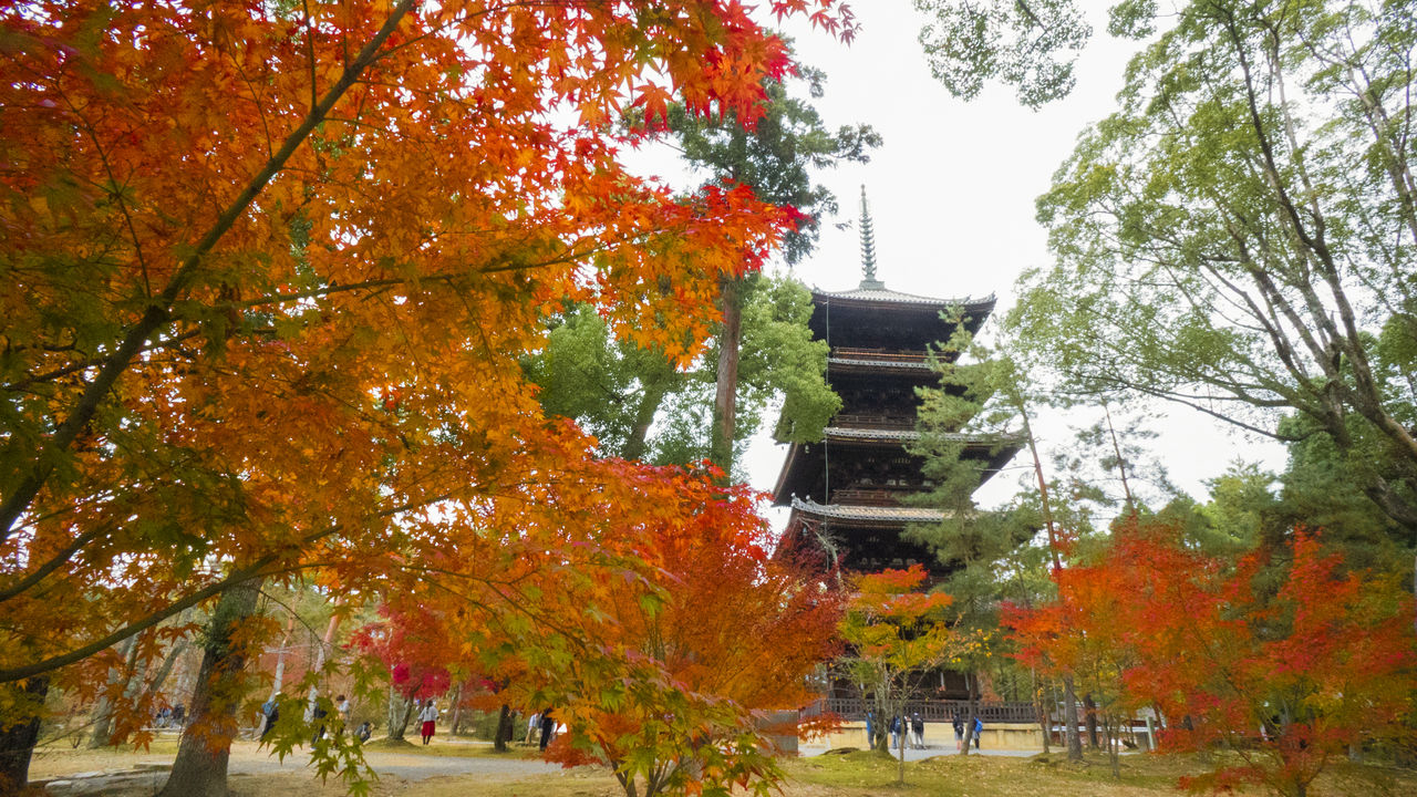 La pagoda de cinco pisos, designada como importante propiedad cultural nacional, rodeada por árboles de colores otoñales.