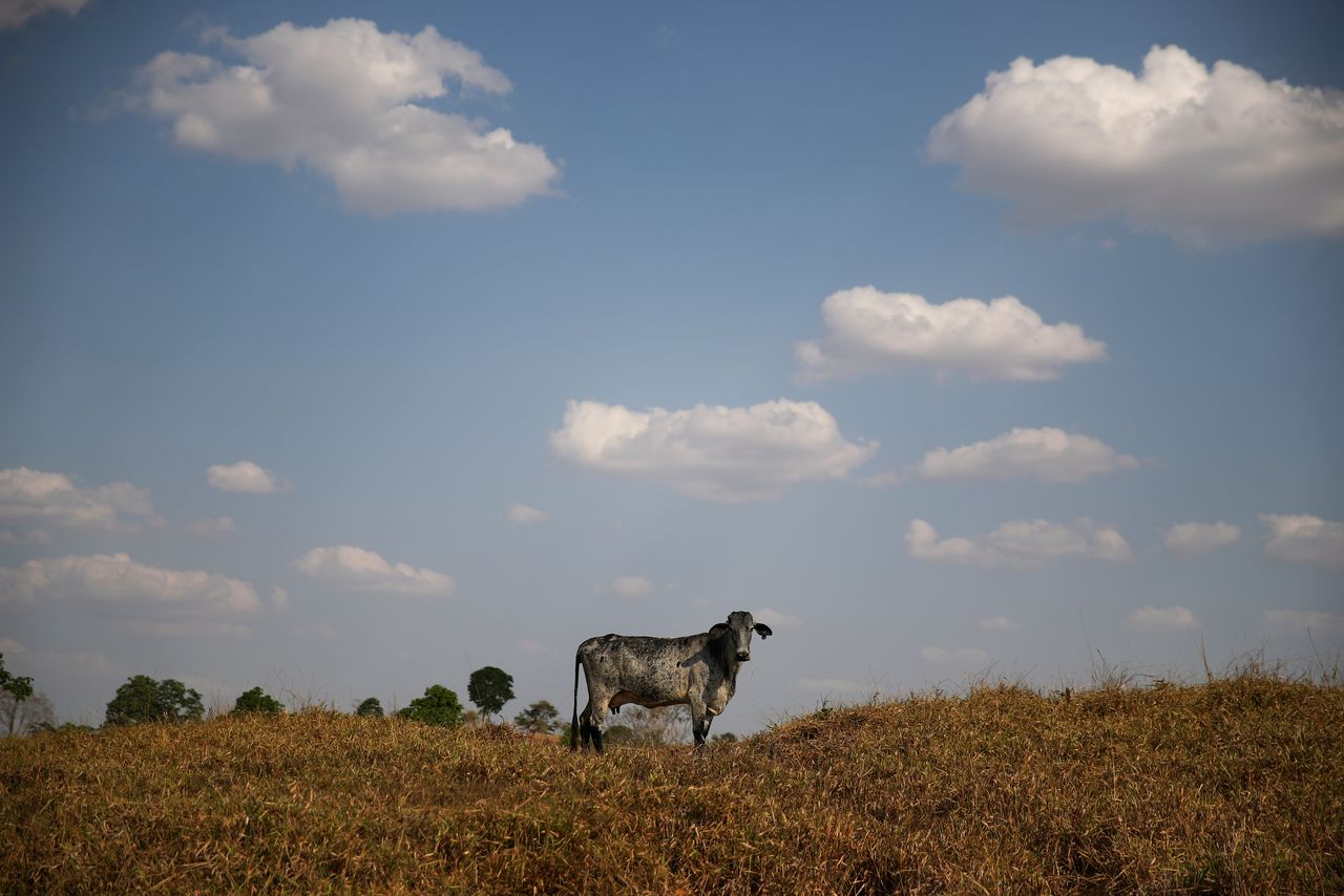 El ganado es fotografiado en la propiedad de Gertrudes Freire y su familia en Ouro Preto do Oeste, estado de Rondonia, Brasil. 11 de agosto de 2021. REUTERS/Ricardo Moraes