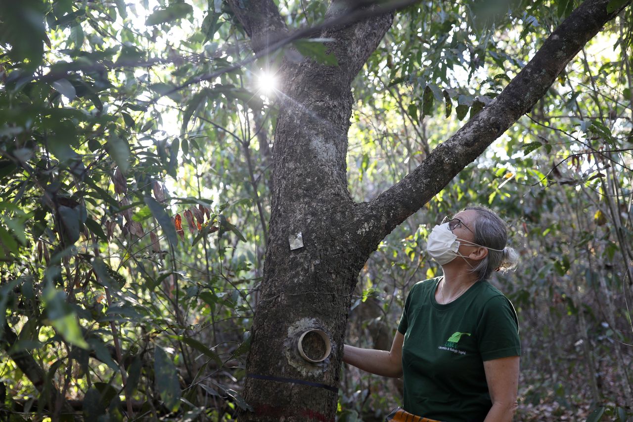 La científica Beatriz Schwantes Marimon, de 55 años, cerca de un árbol que se utiliza para una investigación realizada por la Universidad Estatal de Mato Grosso, en la frontera entre la Amazonia y el Cerrado en Nova Xavantina, estado de Mato Grosso, Brasil. 27 de julio de 2021. REUTERS/Amanda Perobelli