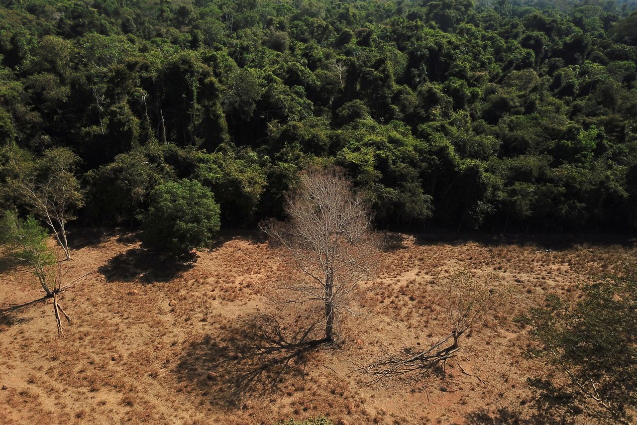 Una vista aérea muestra un árbol muerto cerca de un bosque en la frontera entre la Amazonia y el Cerrado en Nova Xavantina, estado de Mato Grosso, Brasil. 28 de julio de 2021. Imagen tomada con un dron. REUTERS/Amanda Perobelli