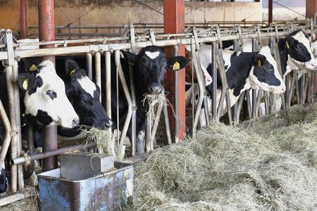 Japan could be forced to throw away large amounts of milk due to overproduction