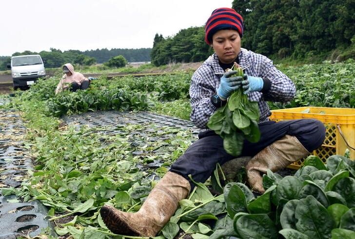 Imagen de archivo de un inmigrante tailandés trabajando en una explotación agrícola en Showa, Japón. 6 junio 2018. REUTERS/Malcolm Foster