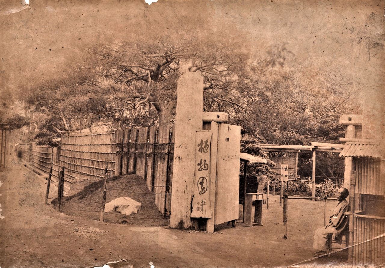 Aspecto de la entrada del Hanayashiki en sus primeros años, cuando era un jardín botánico de algo menos de 8.000 metros cuadrados construido en terrenos cedidos por el vecino templo de Sensōji. Ofrecía a los visitantes más de 80 variedades de crisantemos de gran tamaño. (Cortesía de Asakusa Hanayashiki)