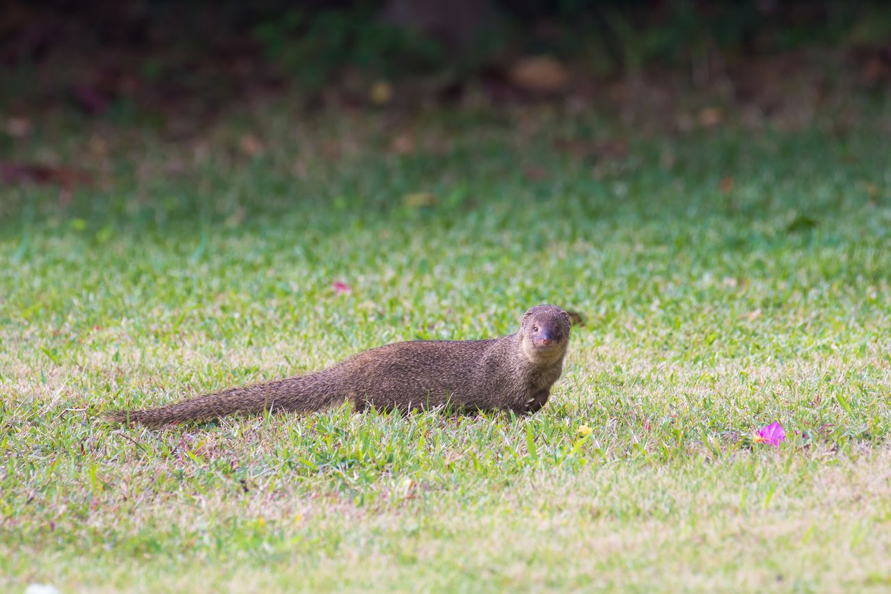 Se descubrió que el meloncillo chico era un animal dañino para las especies nativas de la isla. (© Pixta)