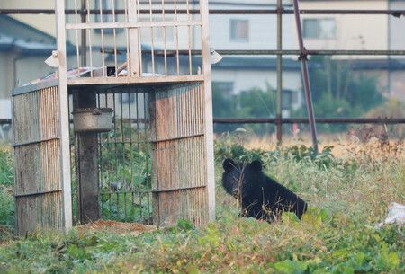 Avistamiento de un oso cerca de una zona residencial - 30 de octubre, ciudad de Akita.