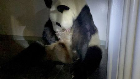 Una osa panda gigante del Zoológico de Ueno da a luz a gemelos 
