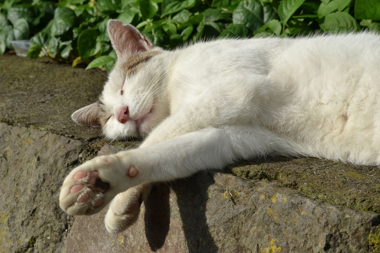 La isla de los gatos: paraíso con diez felinos por habitante | Nippon.com