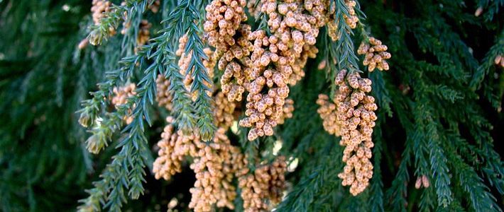Árboles que provocan estornudos: acciones para eliminar el polen de los  bosques japoneses | Nippon.com