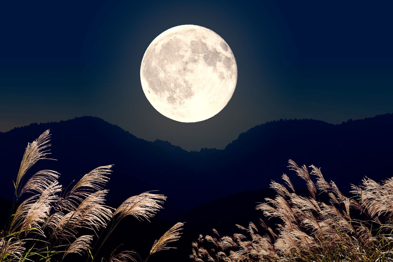 La pleine lune d’automne au dessus de roseaux susuki (© Adobestock)
