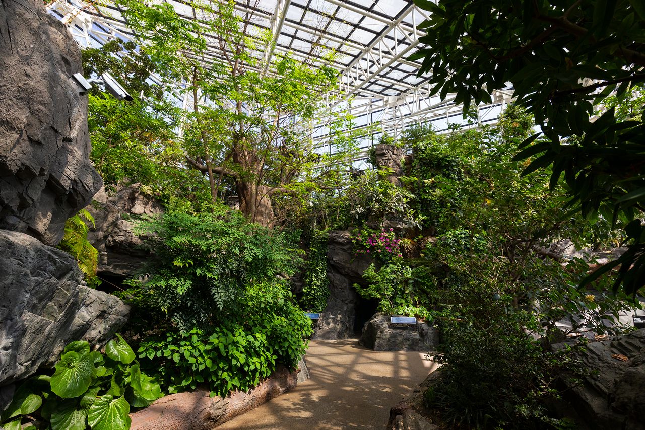 La zone consacrée aux « forêts du Japon », se trouve au septième étage de l’aquarium Kaiyûkai d’Osaka. 