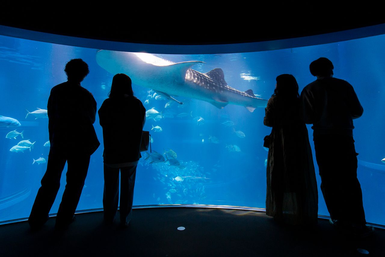 Le bassin de l’océan Pacifique va du troisième au cinquième étage de l’aquarium du Kaiyûkan, ce qui permet d’observer ses occupants sous différents angles. La photographie ci-dessus a été prise au niveau du quatrième étage.