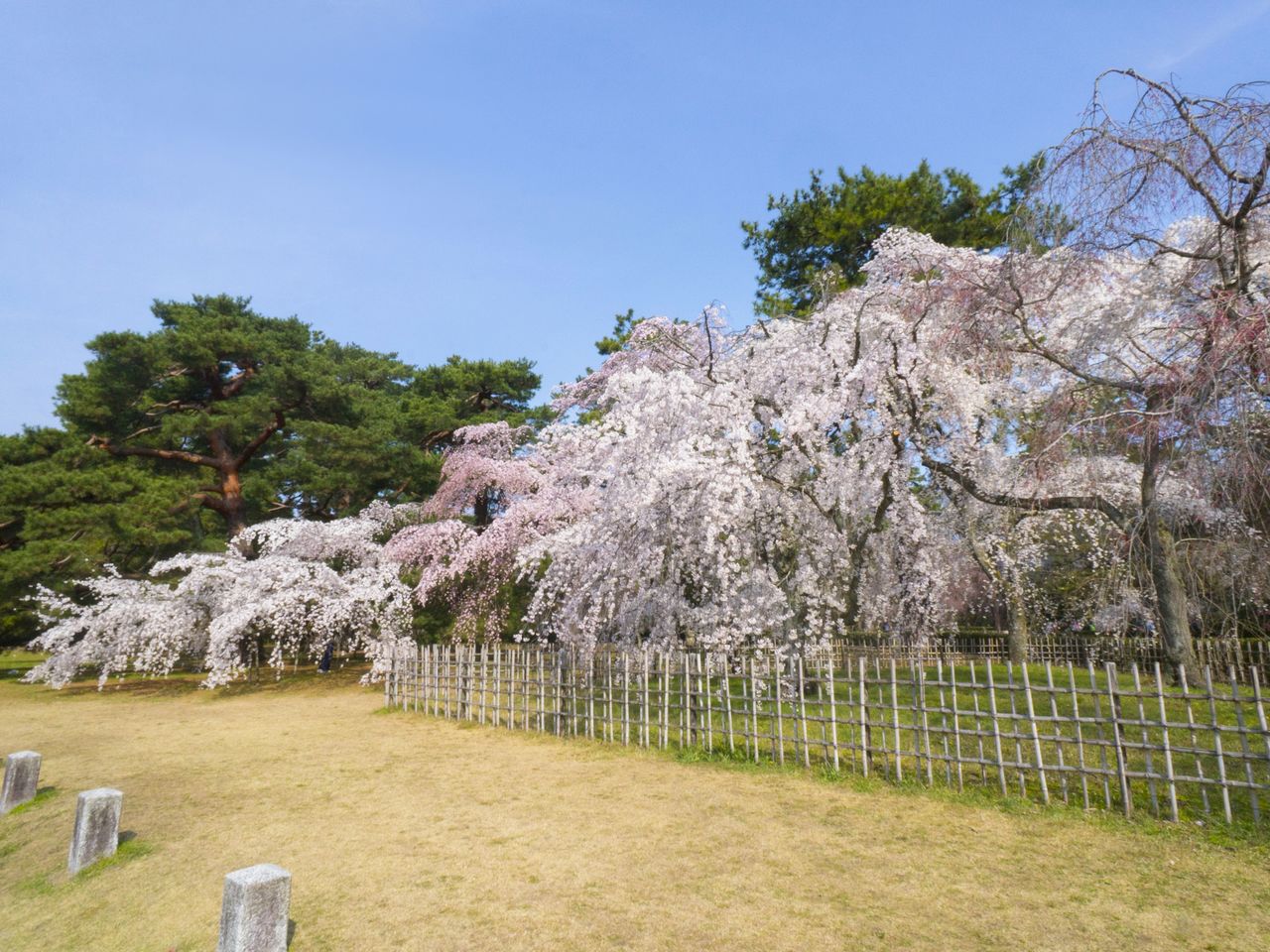 La floraison des cerisiers pleureurs annonce l’arrivée du printemps au parc Kyoto Gyoen.
