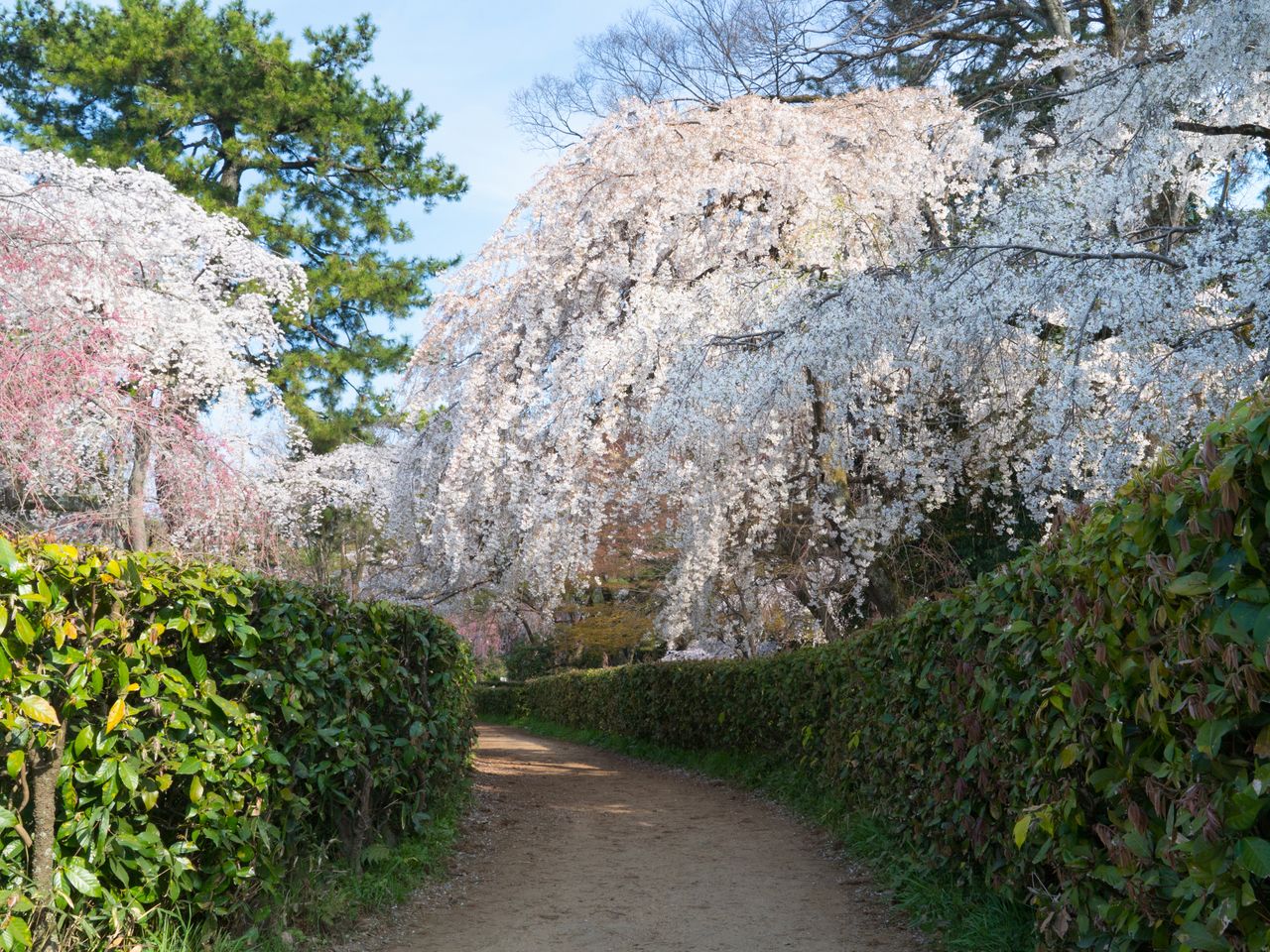 Un sentier de promenade sous les branches des cerisiers pleureurs.