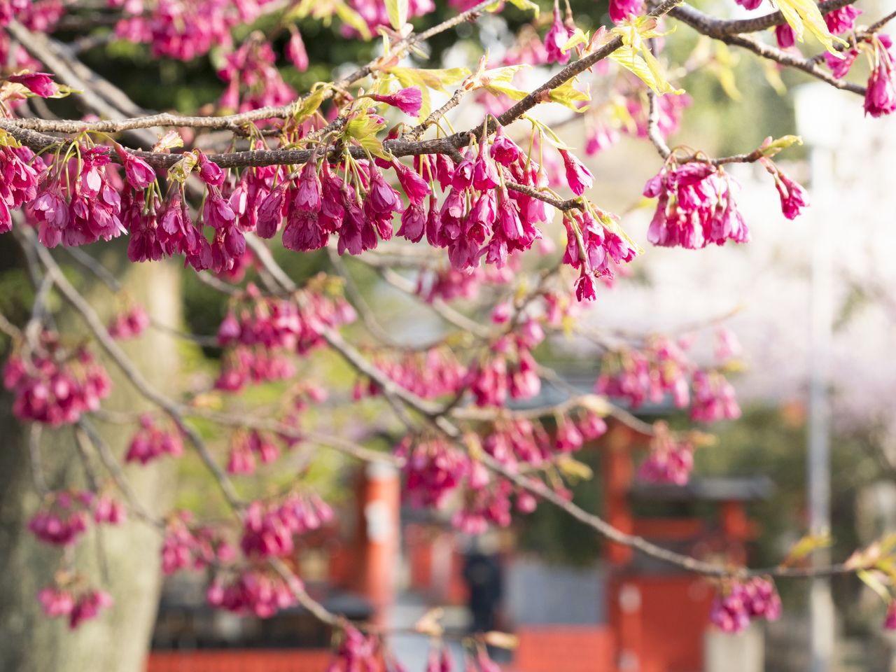 Le Kanhi-zakura fleurit vers la mi-mars.