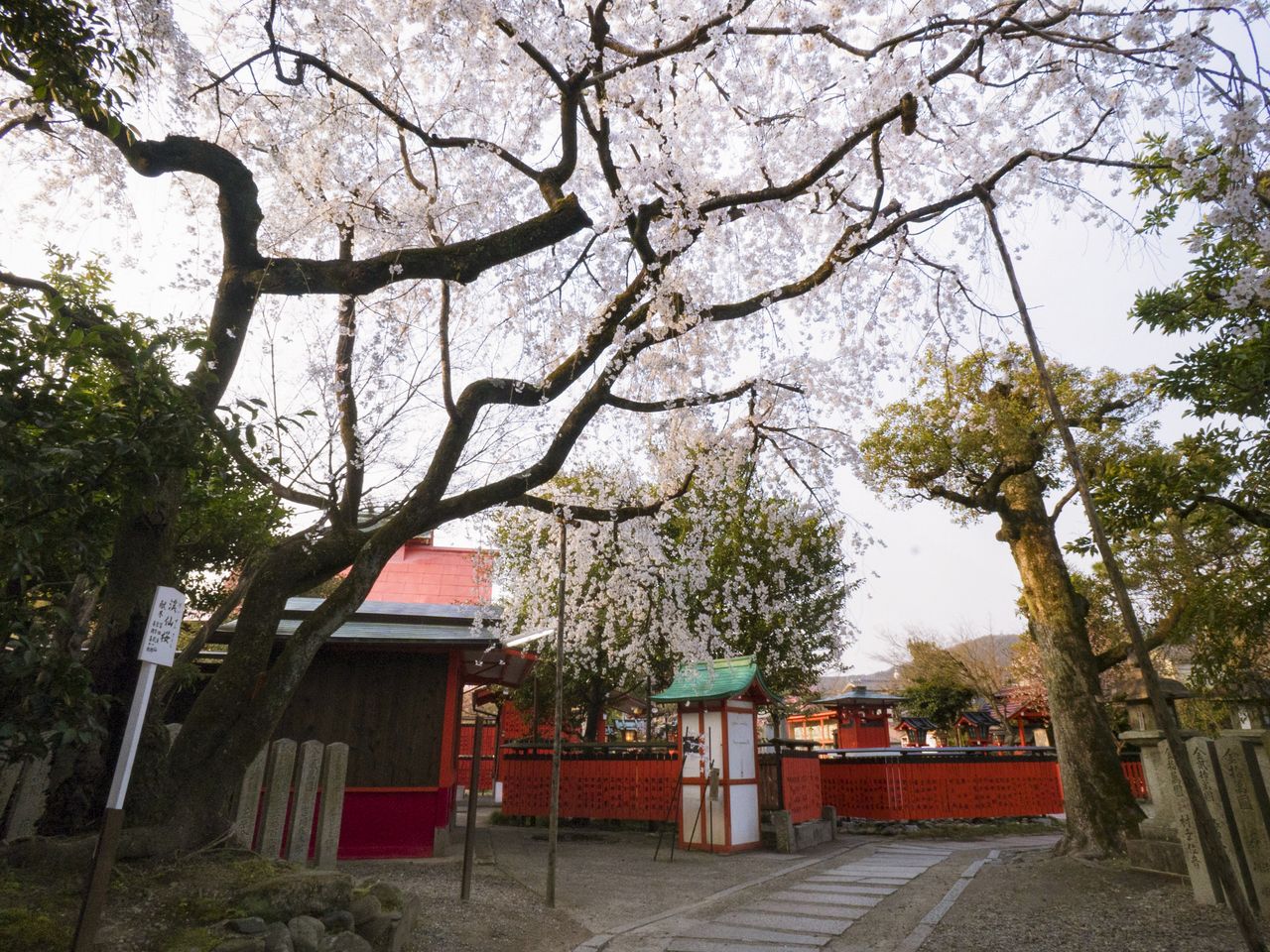 Depuis le portail intérieur, prenez l’allée vers l’est pour admirer le magnifique cerisier de Keisen.