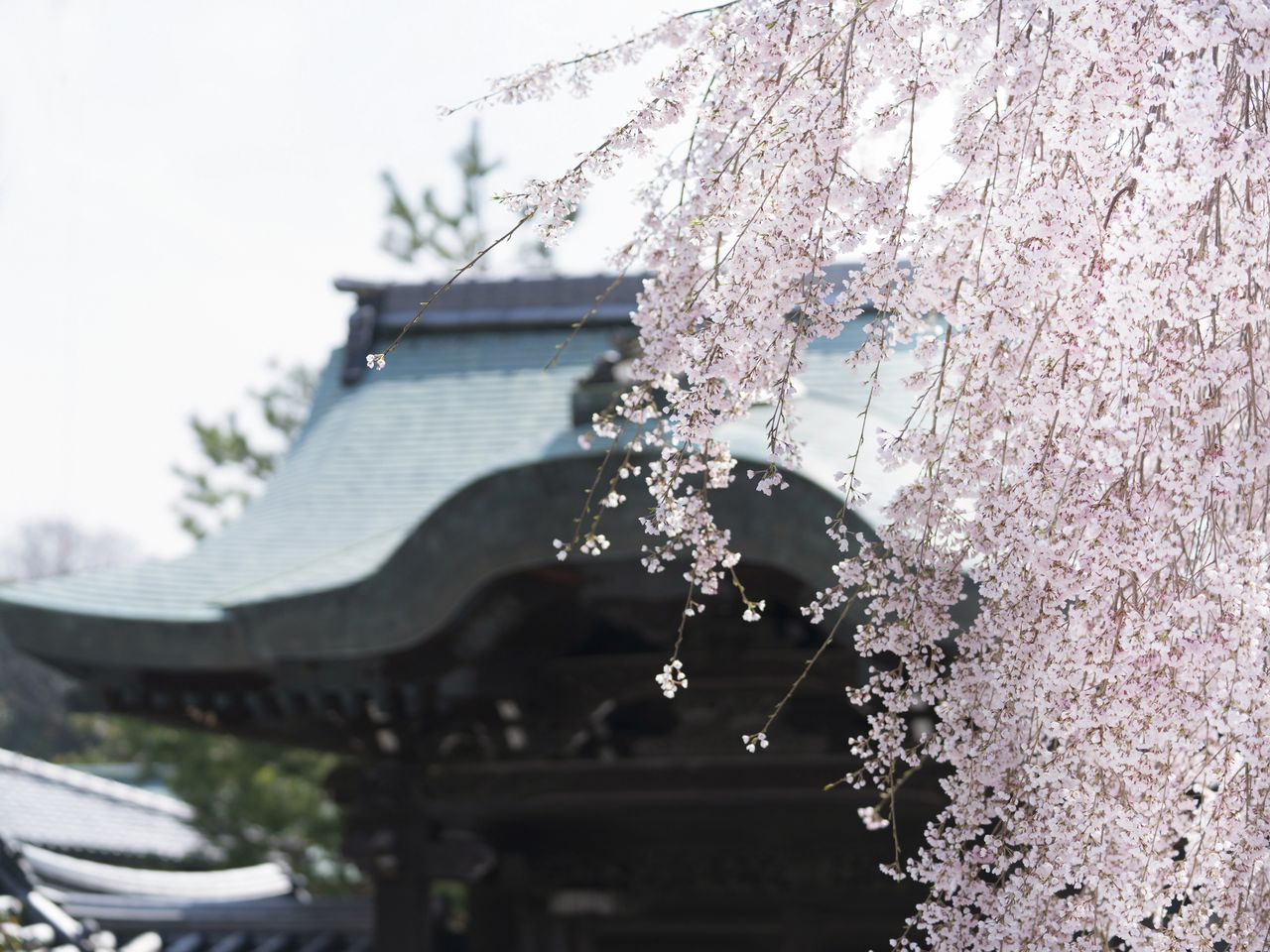 Le cerisier pleureur avec en arrière-plan, la majesté de la porte « Chokushi »