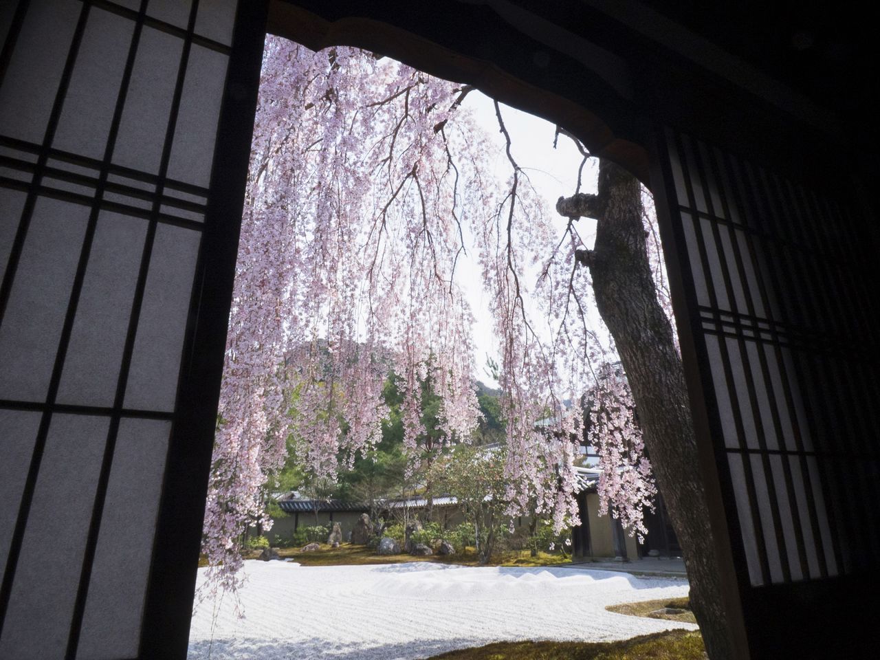 Le cerisier pleureur vu de la fenêtre du temple 