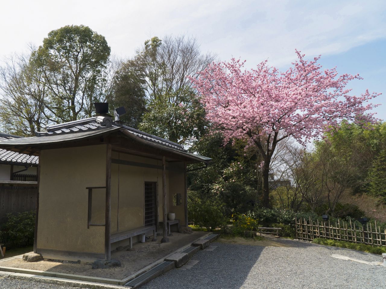 Les cerisiers Yama-zakura fleurissant près de l’entrée