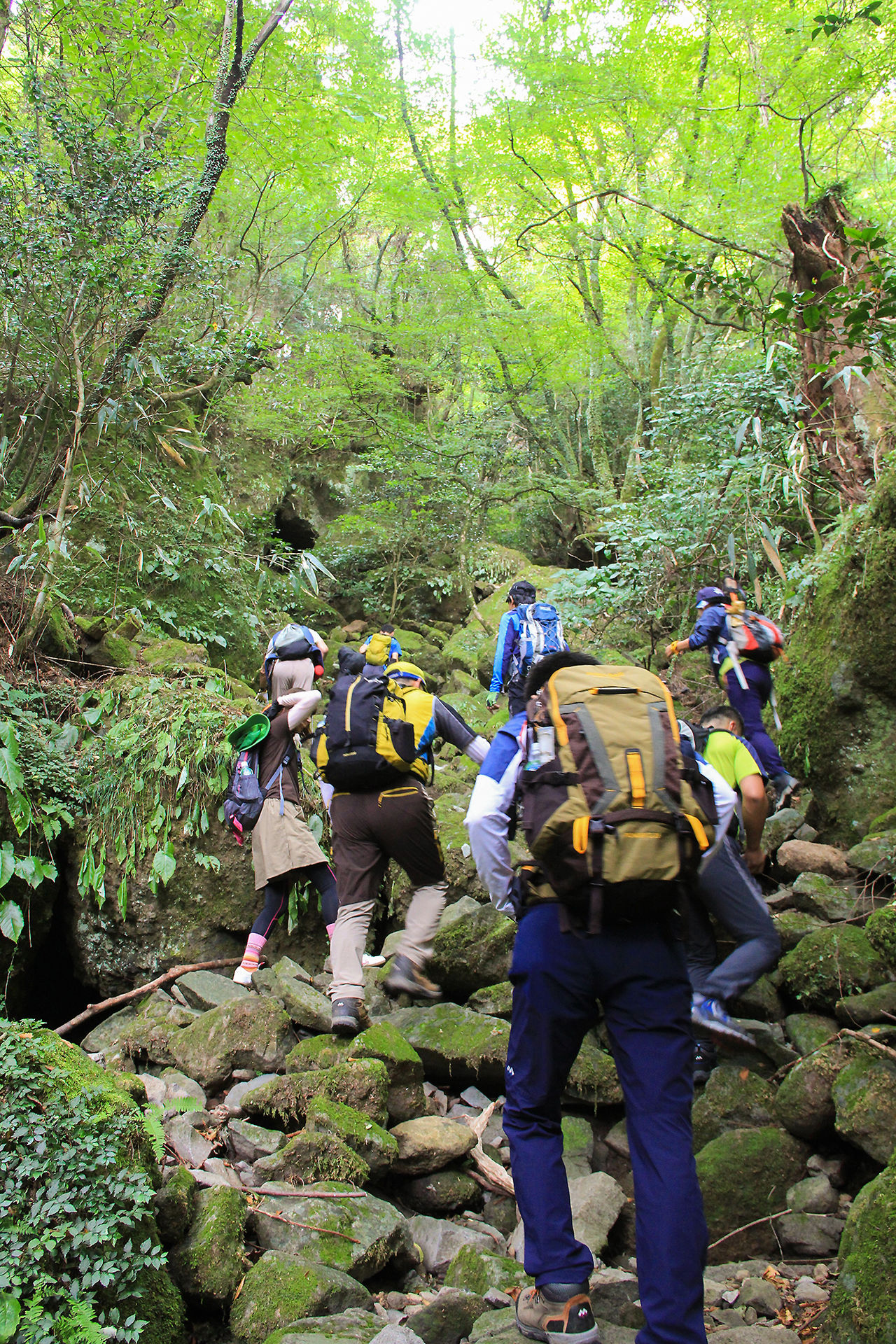Les randonneurs entrent dans un mystérieux royaume de forêts vierges, dont le chemin est parsemé d’énormes roches couvertes de mousse.