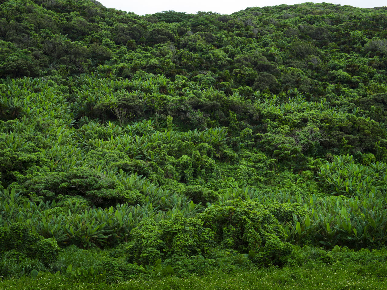 Les plantes à fibres d’Ankiyaba sont connues sous le nom d’itobashô.
