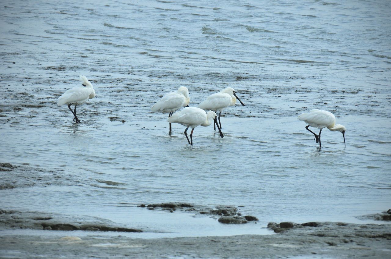 De nombreux oiseaux aquatiques fréquentent les lagunes de la mer d’Ariake.