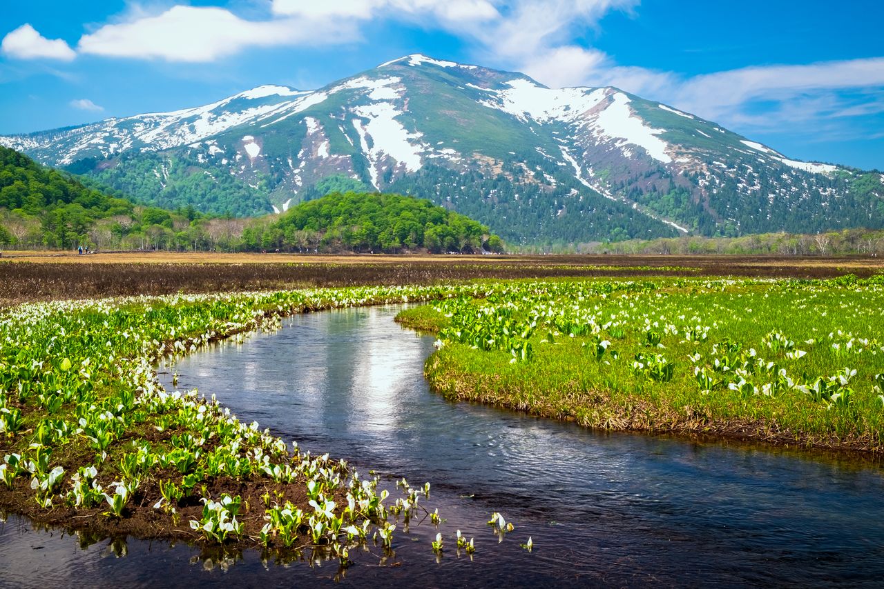 Les lysichitons en fleur au printemps, avec le mont Shibutsu en arrière plan (© Pixta)