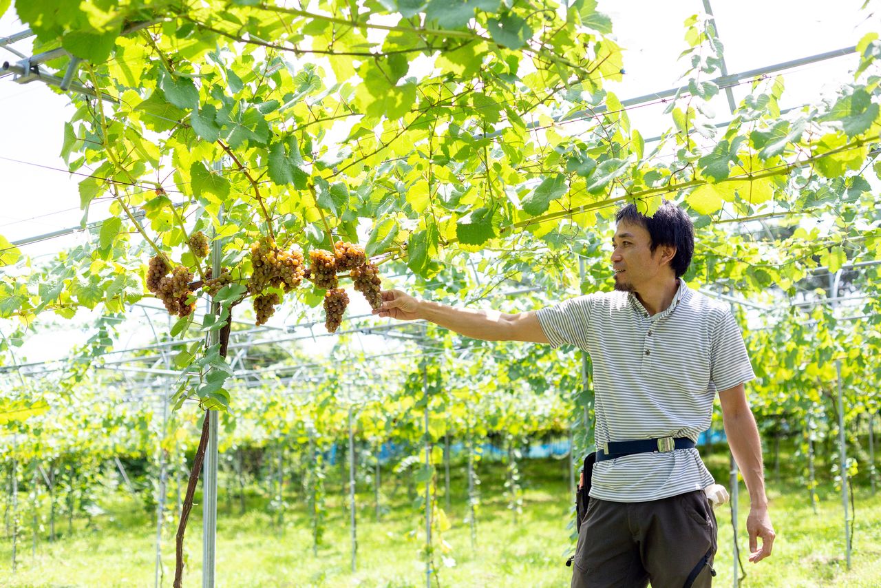 Nakao Hideaki se satisfait de voir que ses raisins sont utilisés pour faire du vin (photo avec l’aimable autorisation du département d’agriculture et des forêts de la ville de Kôriyama).