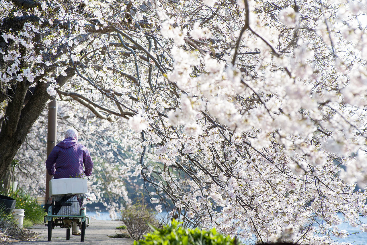 Les fleurs de cerisiers forment une sorte de tunnel le long du littoral.