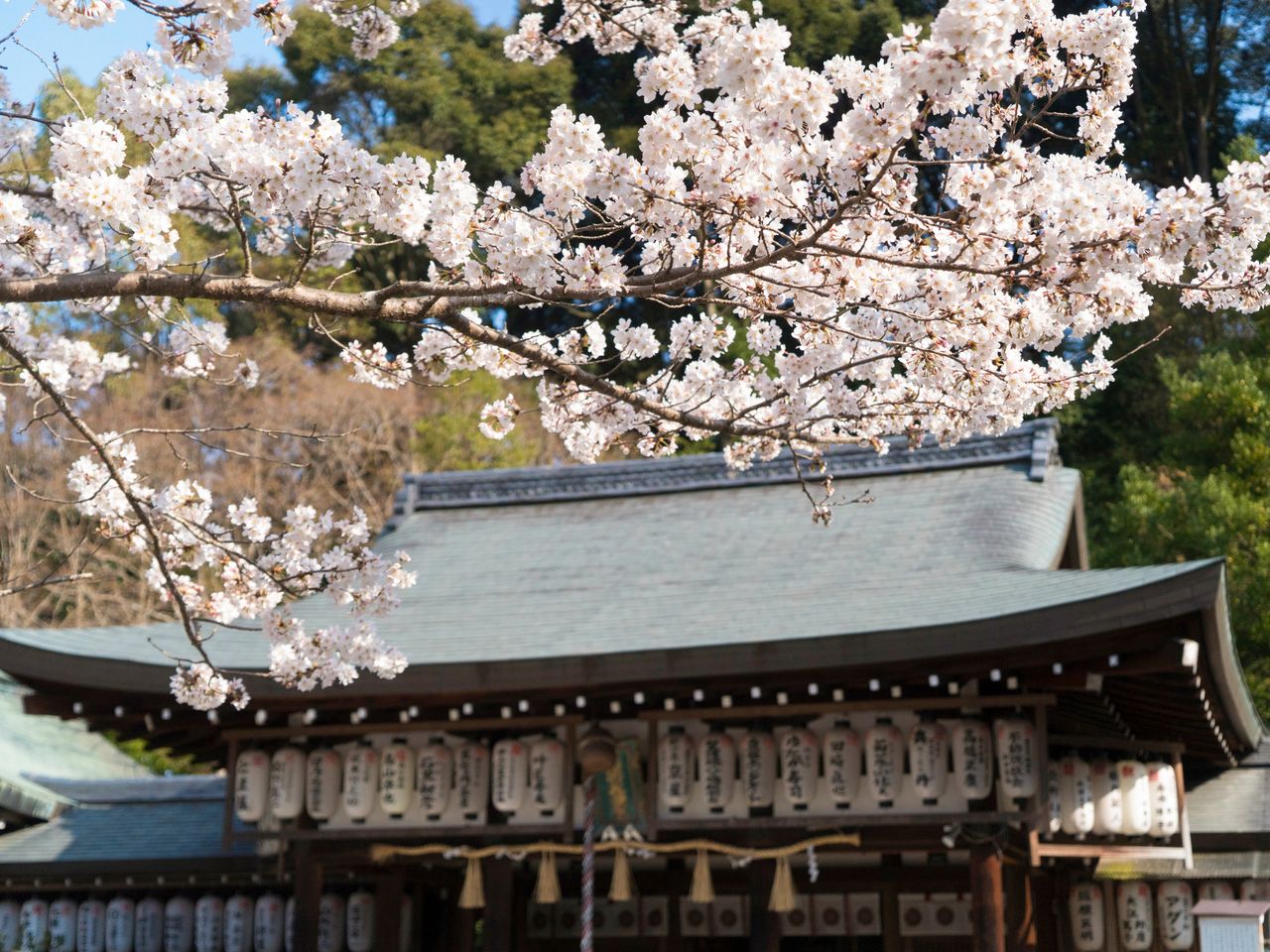 Un cerisier en fleur devant le pavillon principal du sanctuaire. Le Ôka Matsuri, organisé tous les ans le premier dimanche d'avril, célèbre la floraison des cerisiers. 
