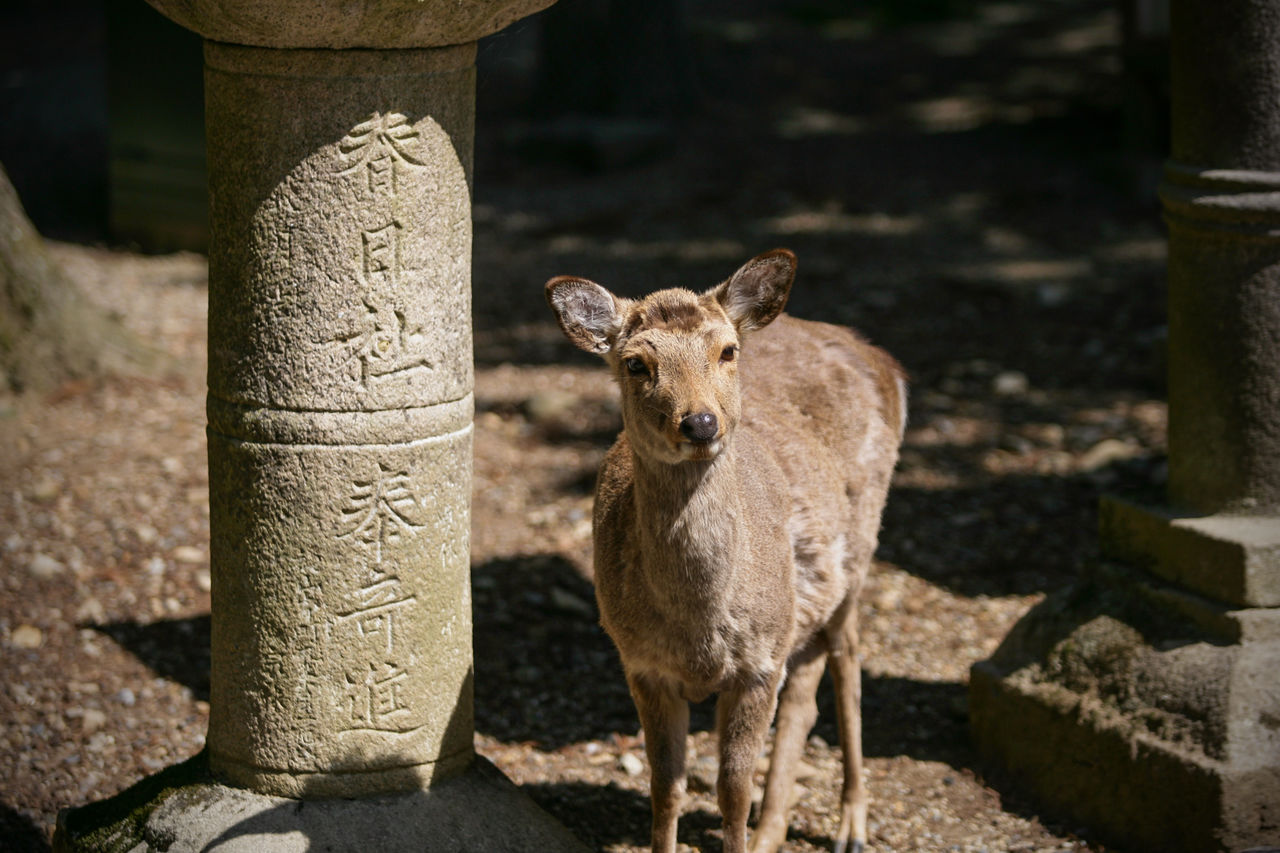 Un daim se tenant près d’une lanterne en pierre du sanctuaire.
