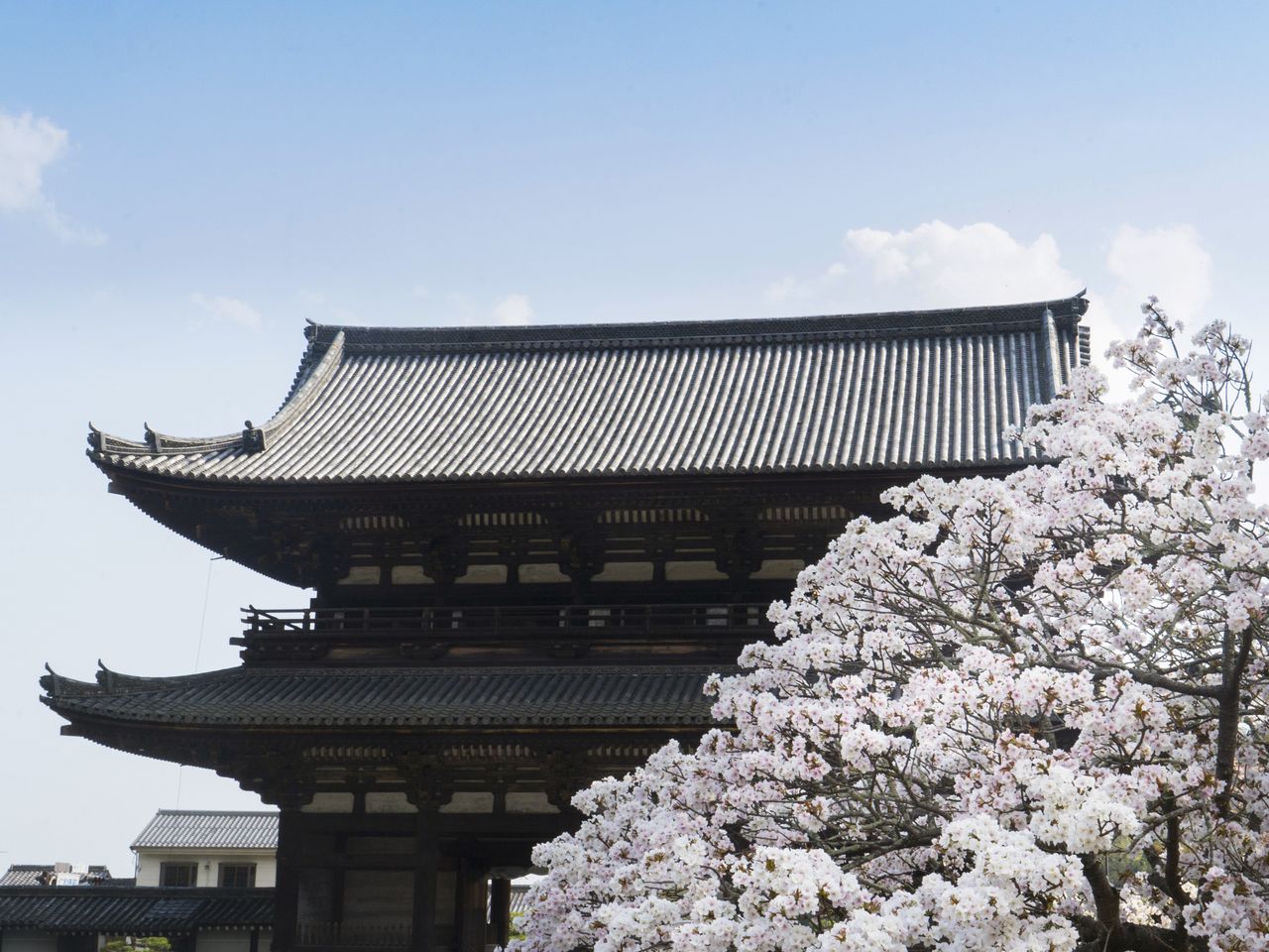 Des cerisiers en fleur devant Niô-mon, l’imposante porte principale du Ninna-ji.