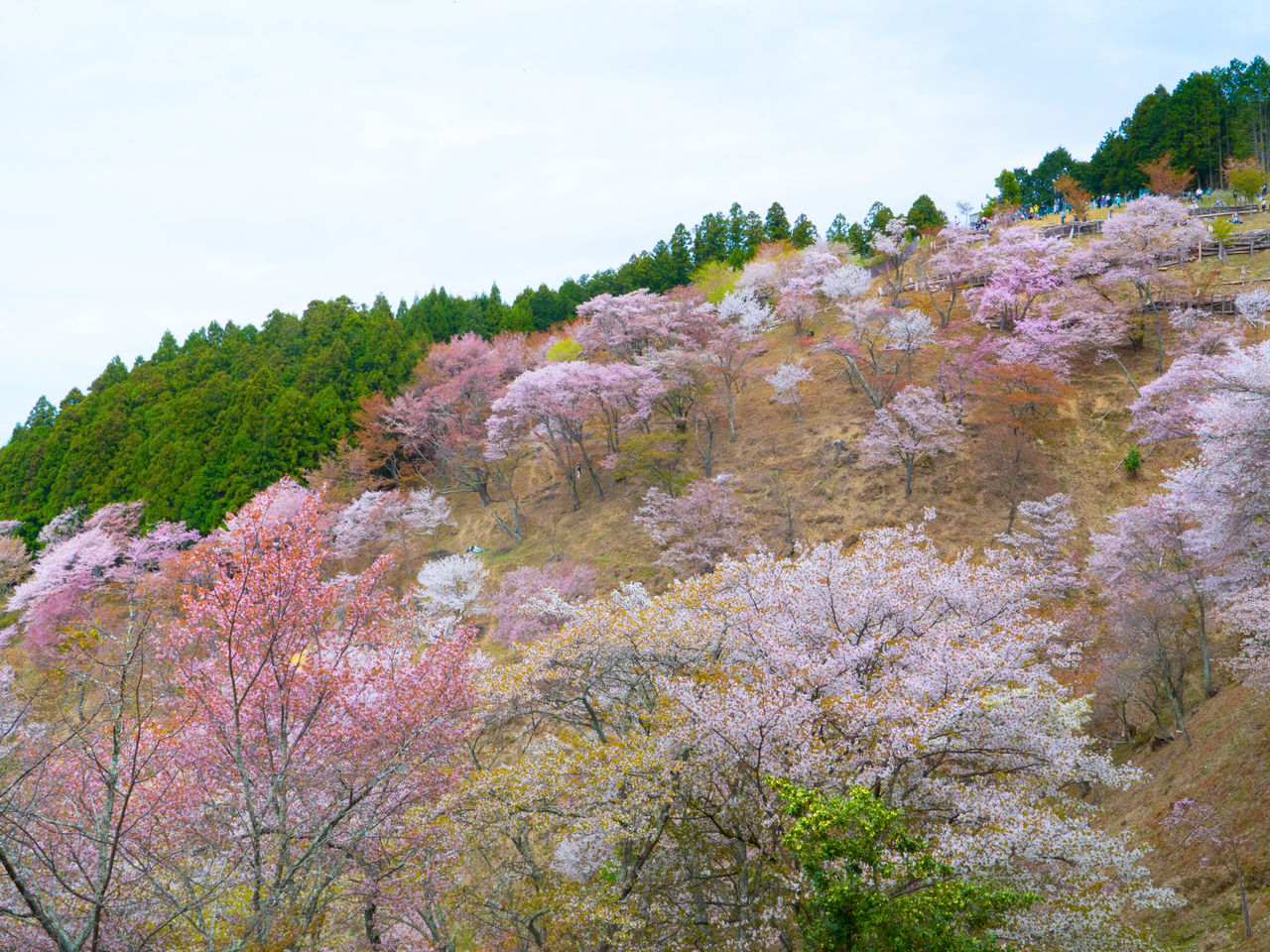 Sur le mont Yoshino fleurissent environ 30 000 cerisiers de près de 200 variétés, majoritairement des shiro-yamazakura, des cerisiers de montagne sauvages.