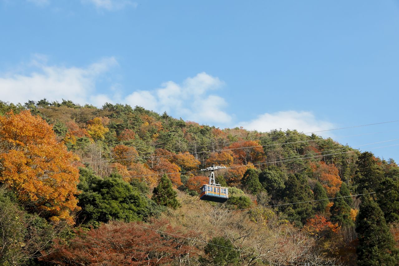  Le téléphérique Rokkô Arima glisse au-dessus des fleurs d'automne. (Photo avec l’aimable autorisation de l’Office de tourisme de Kobe) 