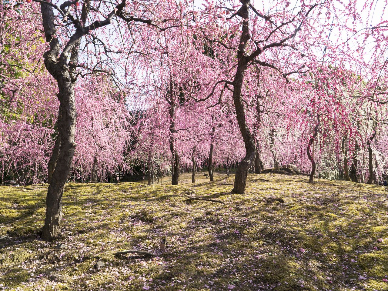 Les branches qui se chevauchent des pruniers en fleurs forment une magnifique cascade de dégradés de rose.