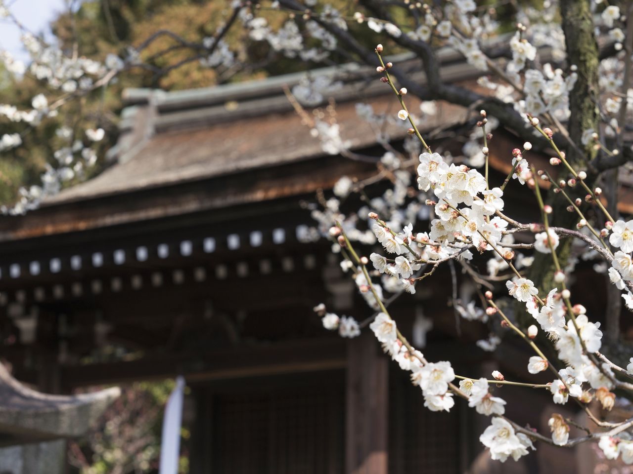Des fleurs de pruniers blanches devant Serikawa Tenmangû