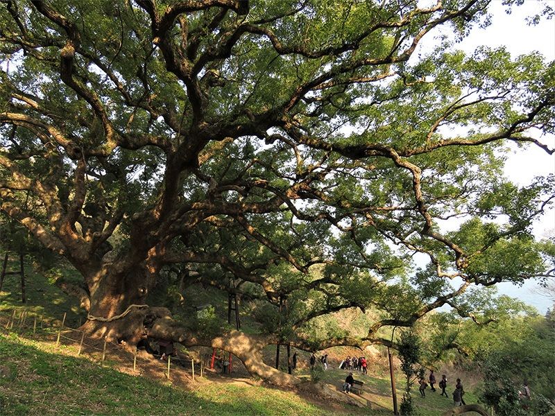 Les larges branches du grand camphrier de l’île, qui a 1 200 ans.